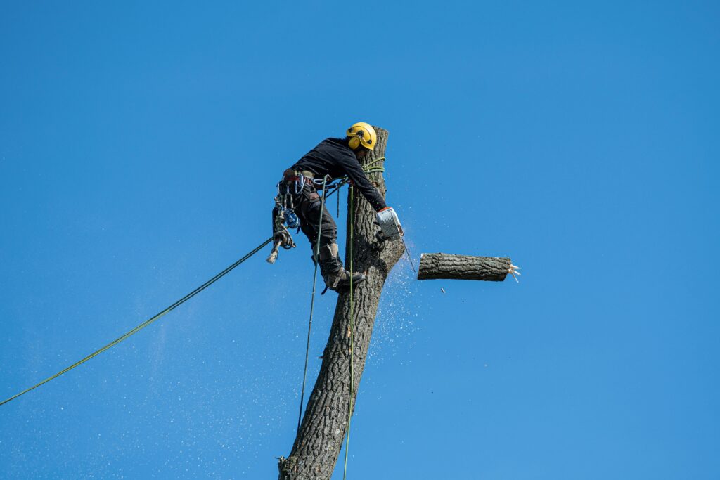 A skilled arborist wearing safety gear cuts a tree with a chainsaw against a clear blue sky.