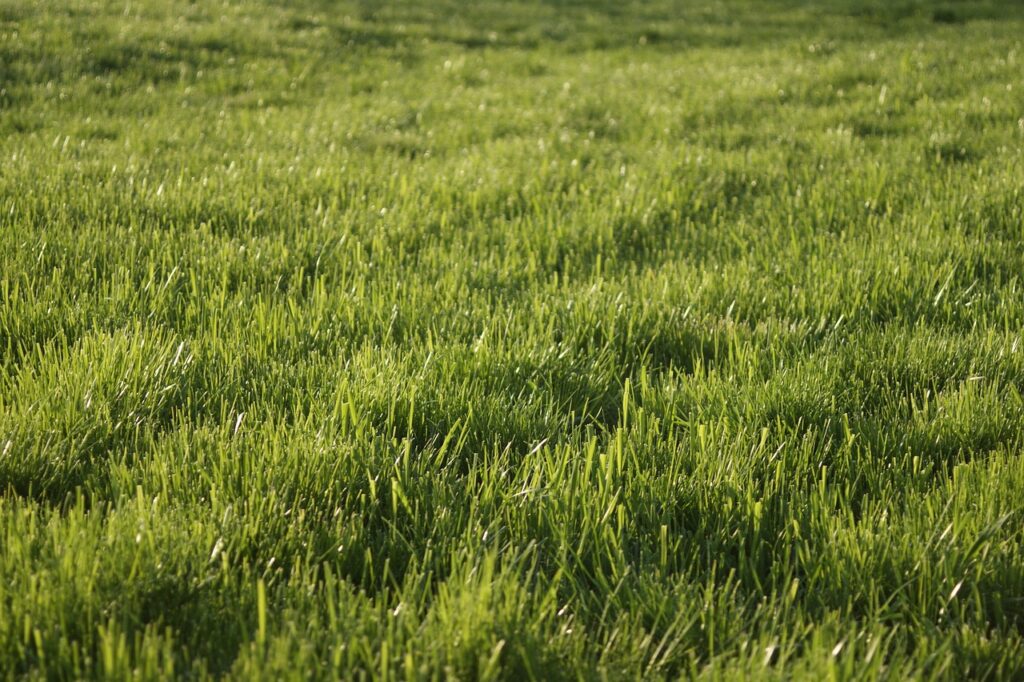 grass, lawn, spring-1344504.jpg