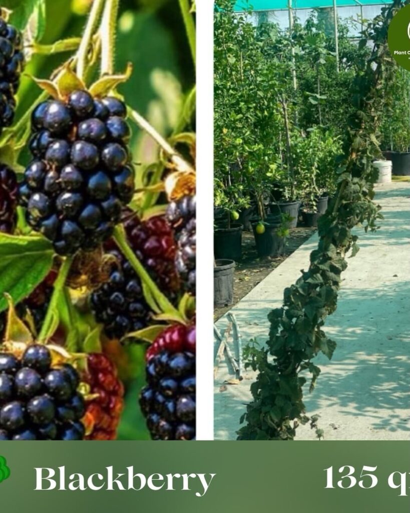 Blackberry Plant (نبات بلاك بيري)