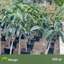 Mango Tree