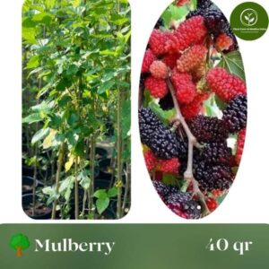 Mulberry