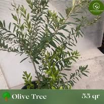 Olive Tree