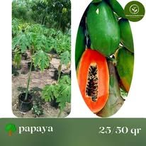Papaya