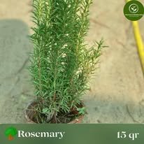 Rosemary