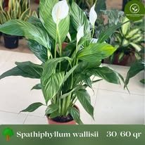 Spathiphyllum wallisii