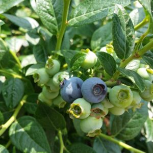 blueberry, fruit, nature, tree, fruit collection, fruit tree
