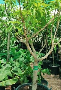 Mago tree