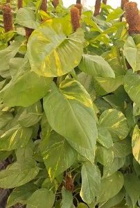 Money plant [pothos]