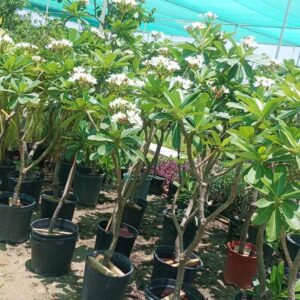 plumeria white