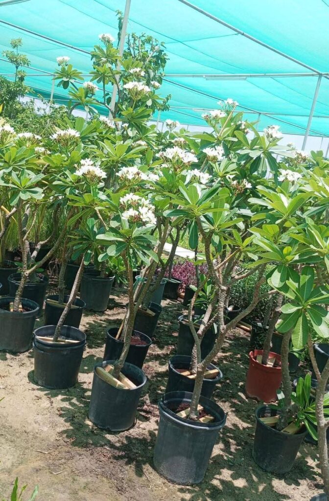 plumeria white