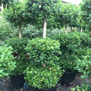 Ficus panda