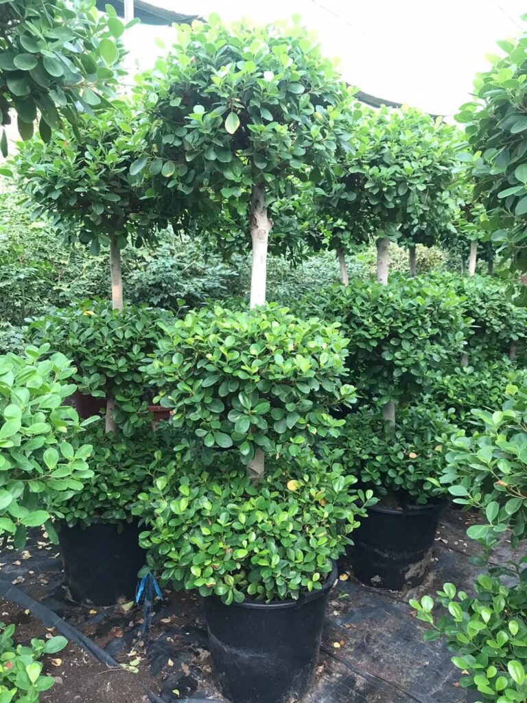 Ficus panda
