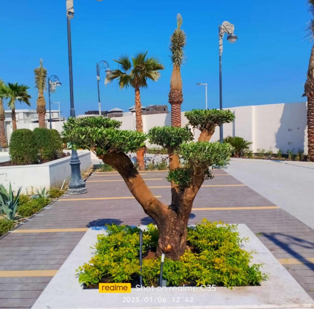 OLIVE TREE