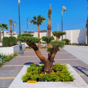 OLIVE TREE