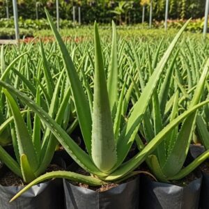 Aloe vera