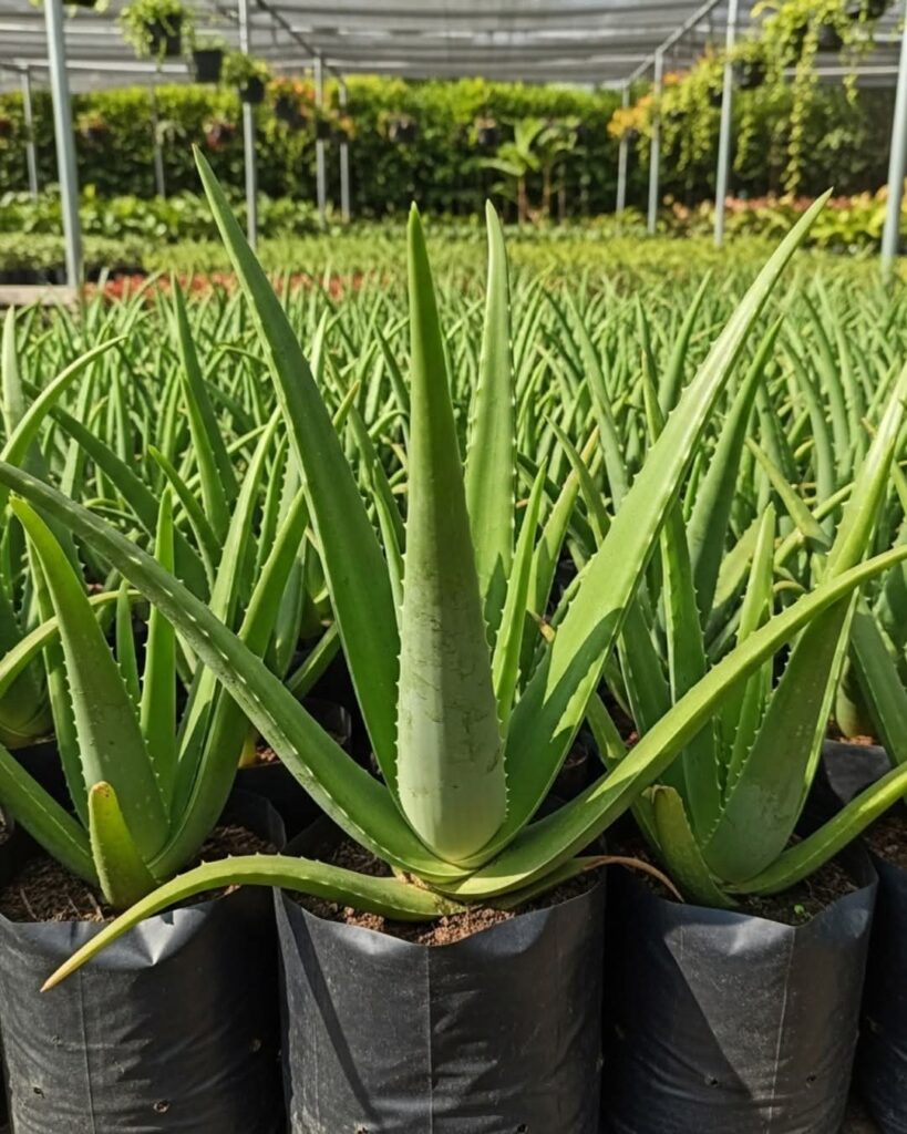 Aloe vera