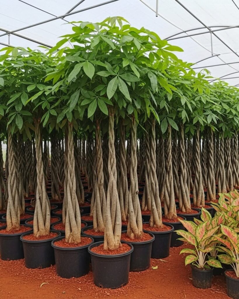 Pachira aquatica