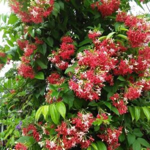 Quiscalis Indica rangoon