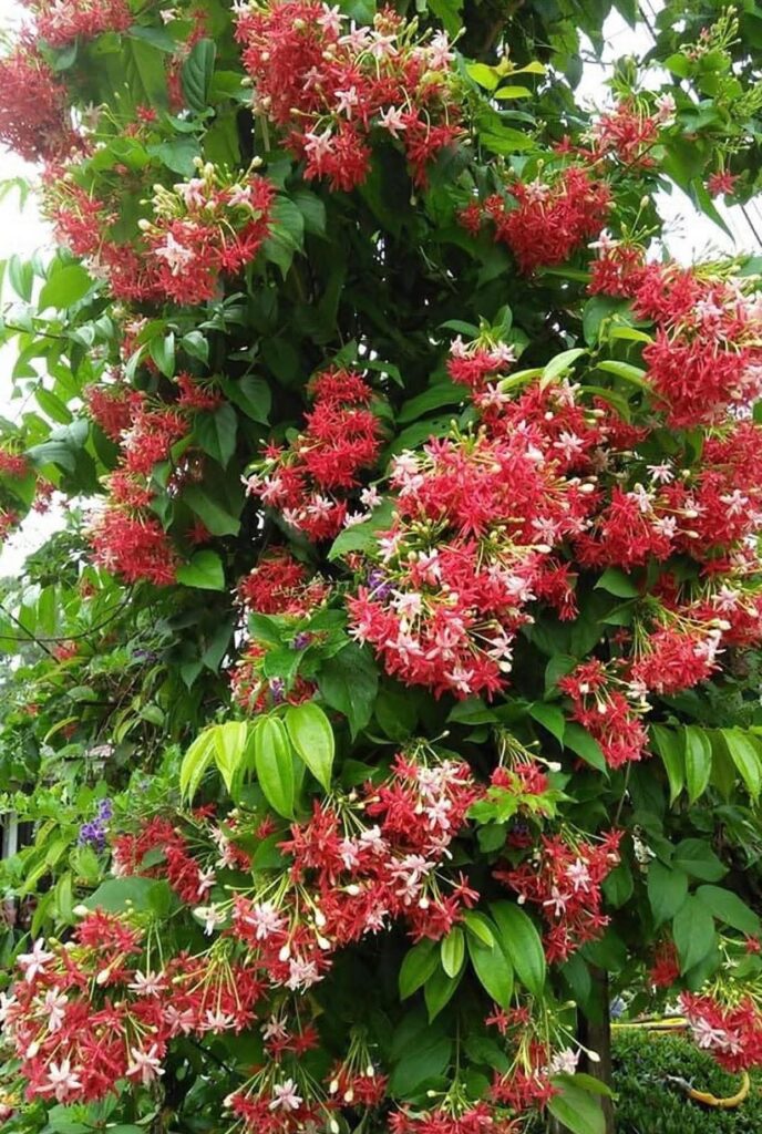 Quiscalis Indica rangoon