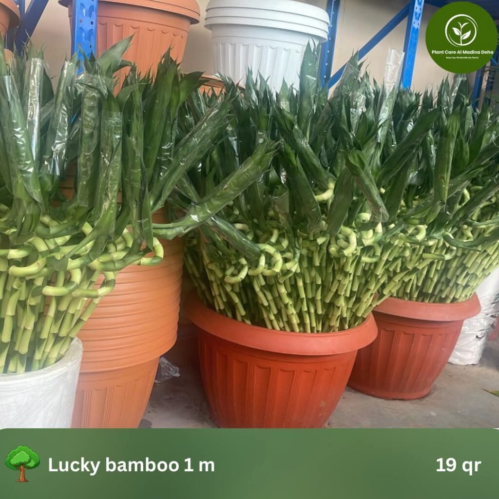 LAKE BAMBOO