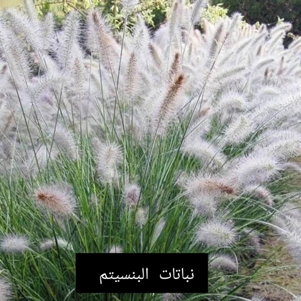 Pennisetum green