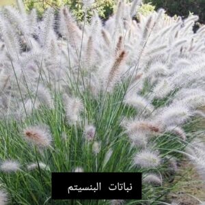 Pennisetum green