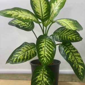 Dieffenbachia amoena