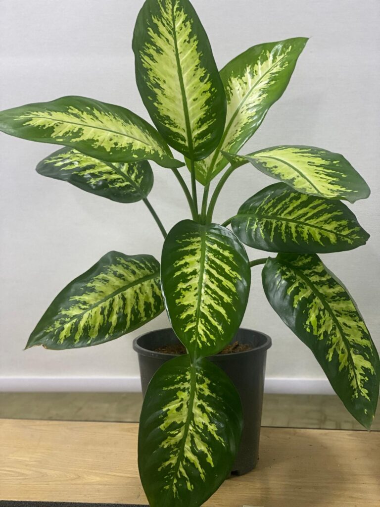 Dieffenbachia amoena