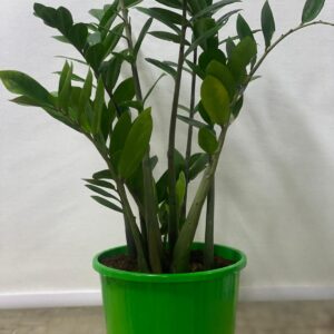 zz plant