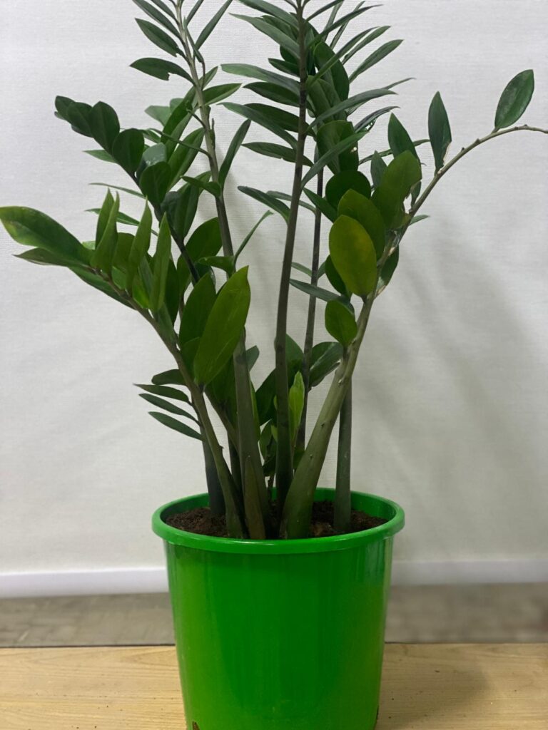 zz plant