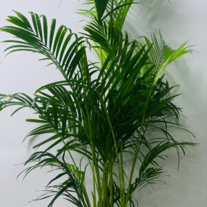 Areca palm