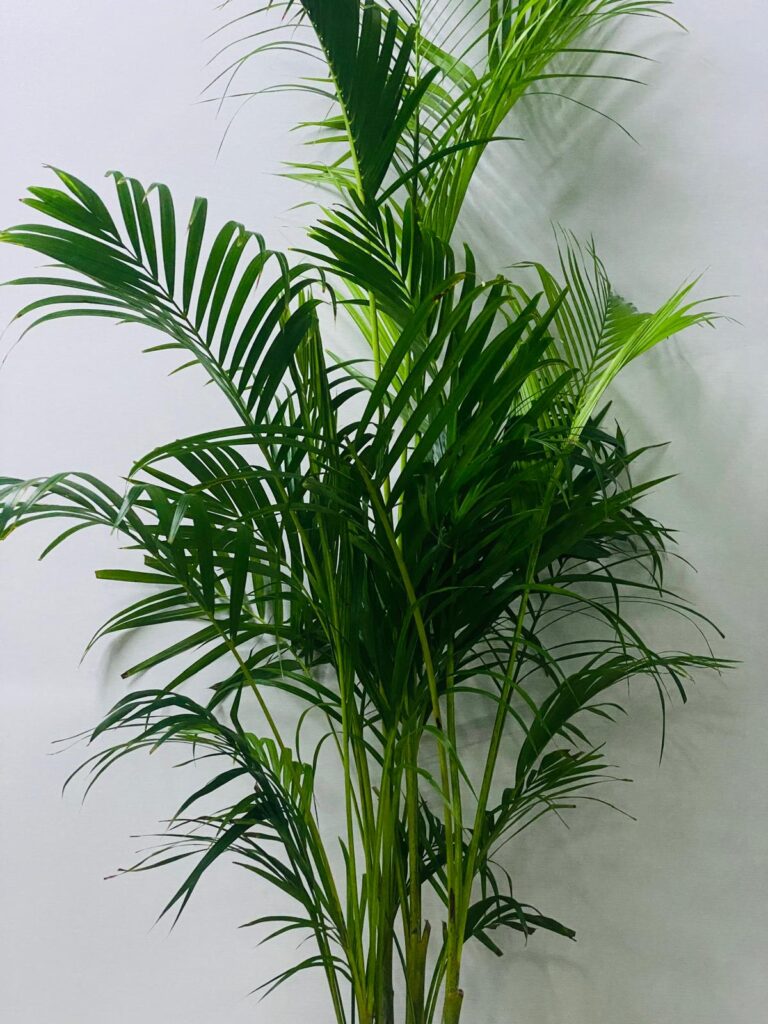 Areca palm