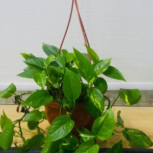 Many plant