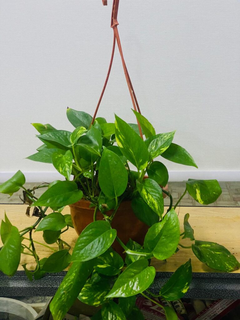Many plant