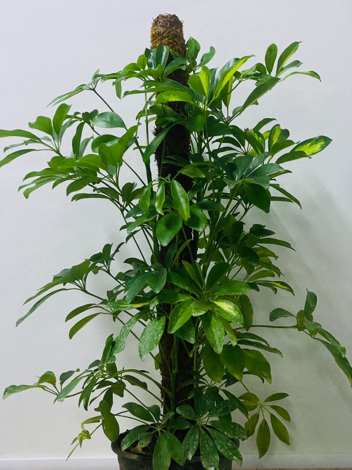 schefflera arboricola