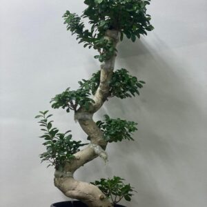 Ficus microcarpa