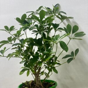 saefflora graeen