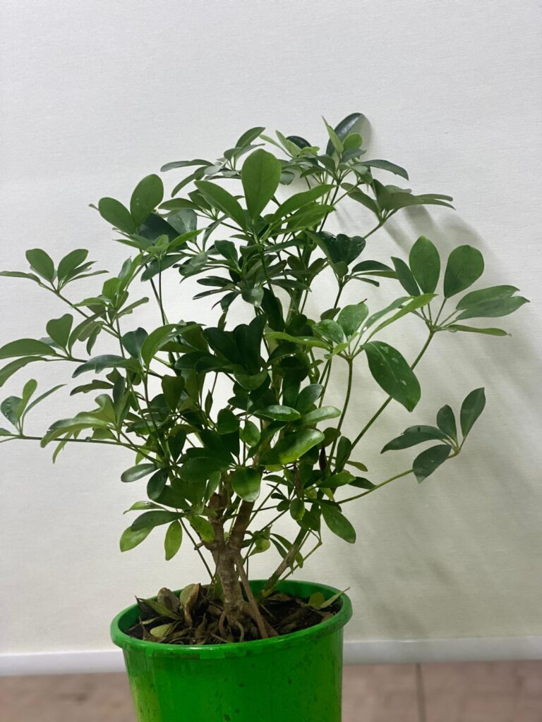 saefflora graeen