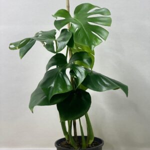 MONSTERA