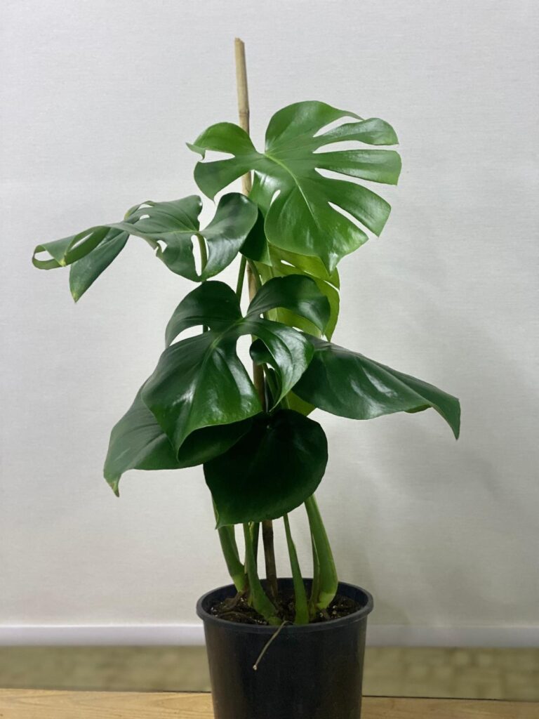 MONSTERA
