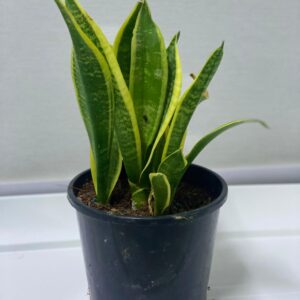SINEK PLANT