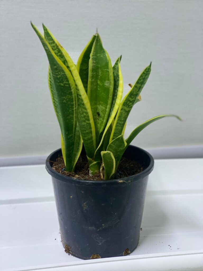 SINEK PLANT