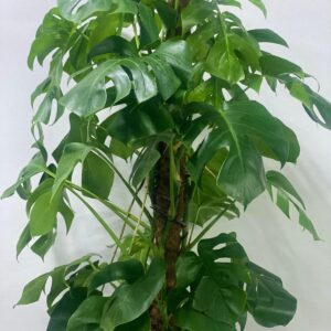 MONSTERA DELICIOSA