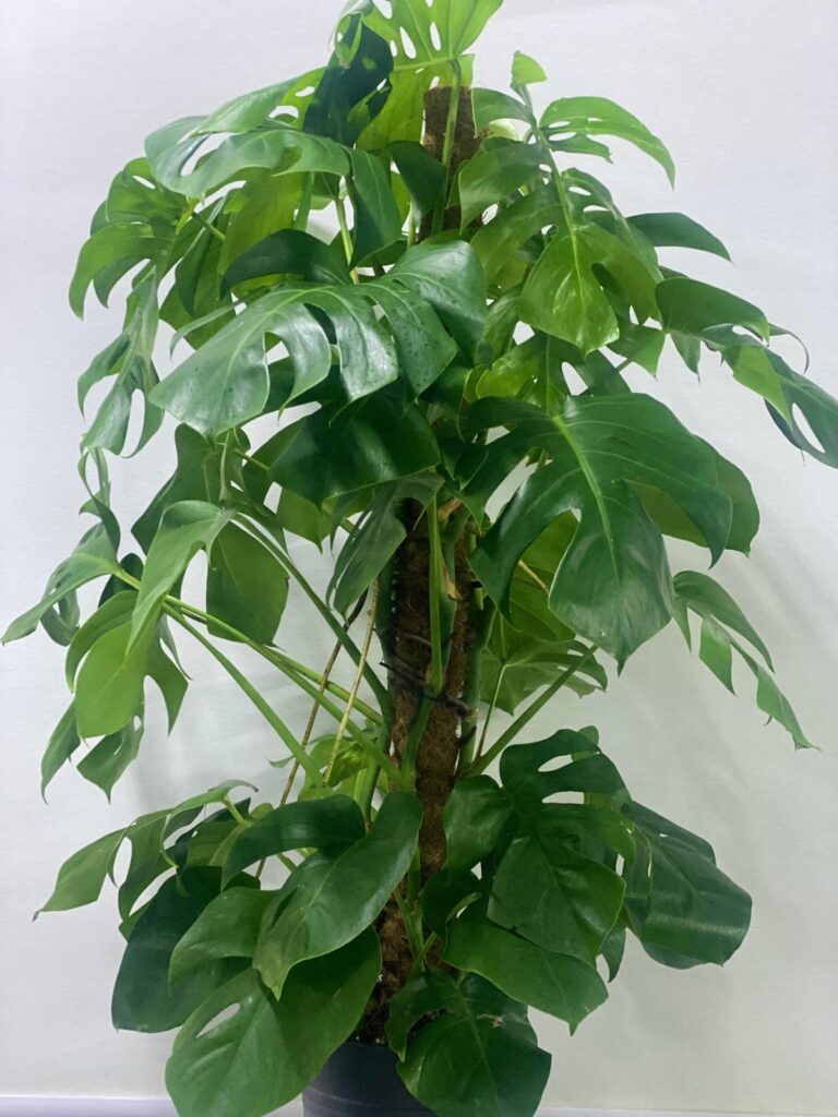 MONSTERA DELICIOSA
