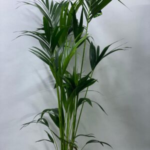 KENTIA PALM