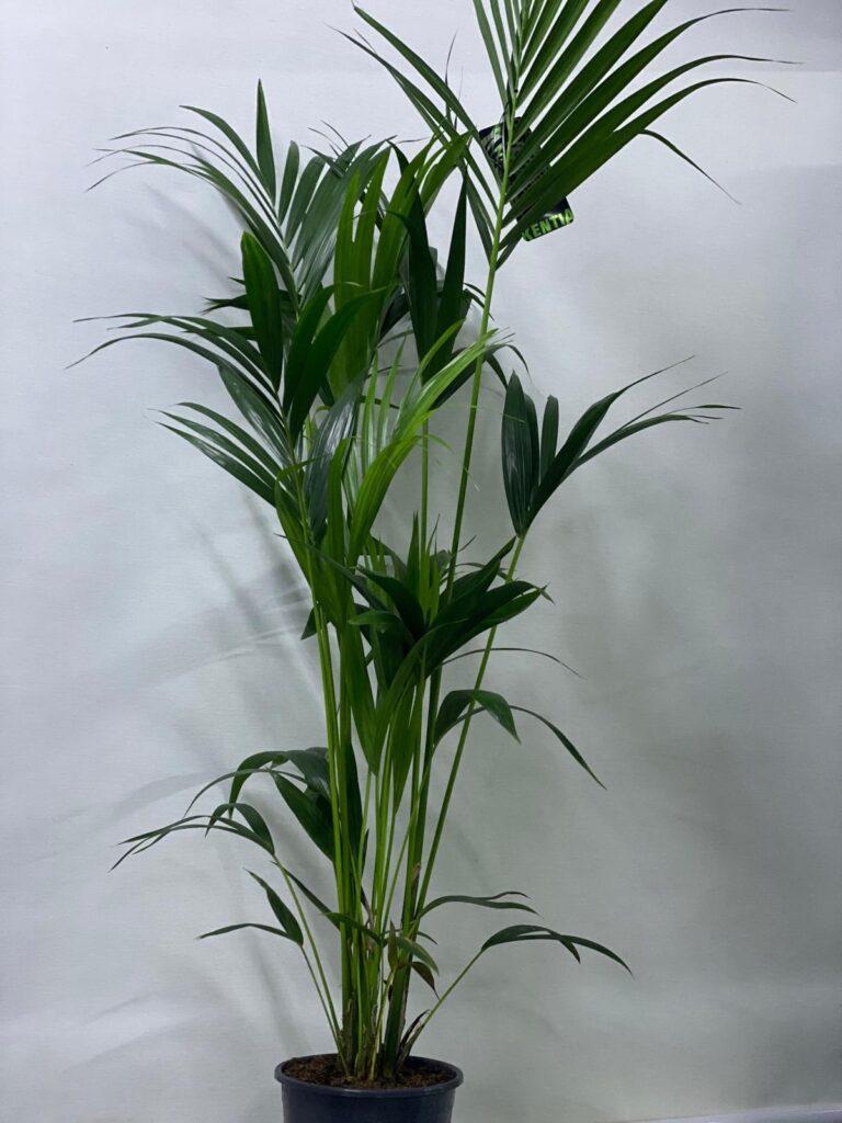 KENTIA PALM