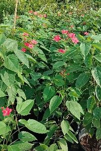 Jatropha rad