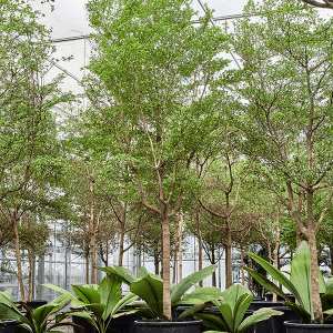 Terminalia