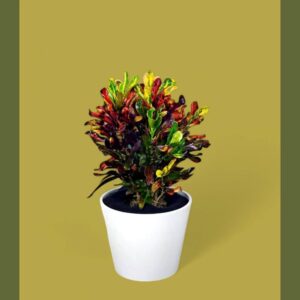 MULTI COLOR CORTON