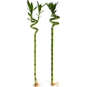LUCKY BAMBOO